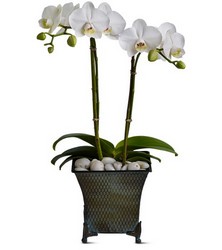 Phalaenopsis Orchid from Metropolitan Plant & Flower Exchange, local NJ florist